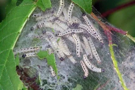 Ermine Moth - fotó, leírás, ártalmak