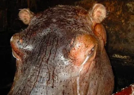 Hippo és víziló különbségek értékelés (különbségek) Hippo és víziló különbségek vélemények