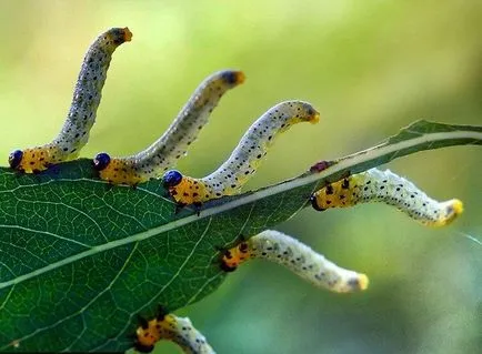 Ermine Moth - fotó, leírás, ártalmak