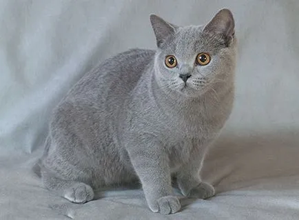 Brit kék macska