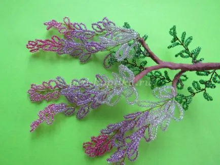 Wisteria gyöngy