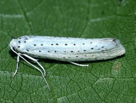 Ermine Moth - fotó, leírás, ártalmak