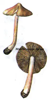Gomba párolt burgonya és paradicsom (gombák) Gomba főtt burgonya és a paradicsom