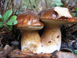 Gomba - növények vagy állatok