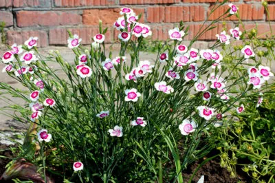 Dianthus deltoides ültetés és gondozás, egyre nagyobb a mag (szegfűszeg) Dianthus deltoides ültetés és gondozás, egyre nagyobb a mag