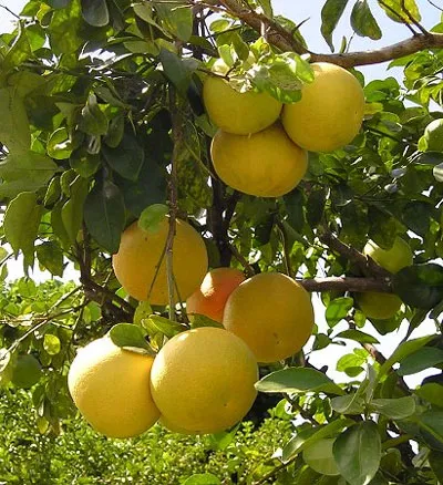 Grapefruit - Grapefruit, mint hasznos - grapefruit otthon
