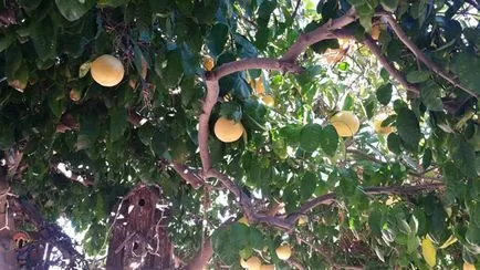 Grapefruit - Grapefruit, mint hasznos - grapefruit otthon