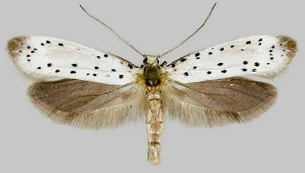 Caterpillar egy almafa a web - volt almamoly