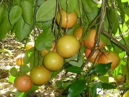 Grapefruit növekszik a szobában