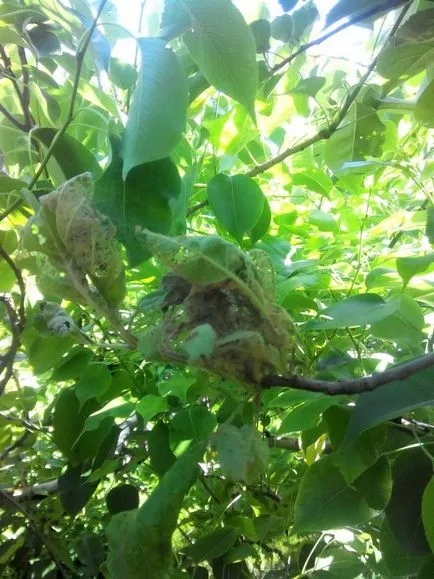 Caterpillar egy almafa a web - volt almamoly