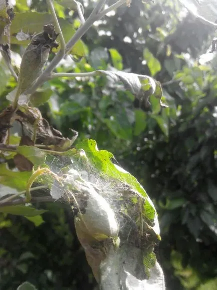 Caterpillar egy almafa a web - volt almamoly
