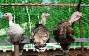 Pulyka Broilers otthon tartalmat és funkciókat a betegség