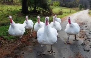 Pulyka Broilers otthon tartalmat és funkciókat a betegség