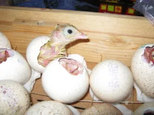 Pulyka Broilers otthon tartalmat és funkciókat a betegség