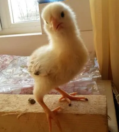 Érdekességek a csirkék, ha nem tudja