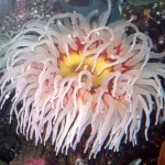Interjú egy delfin - hogyan lesz egy edző delfinek Krím