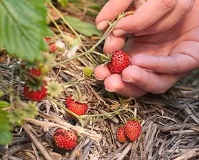 Minőségi és mennyiségi összetételét anyagok, kémiai enciklopédia (kvantitatív) Minőségi és mennyiségi összetételét anyagok, kémiai enciklopédia