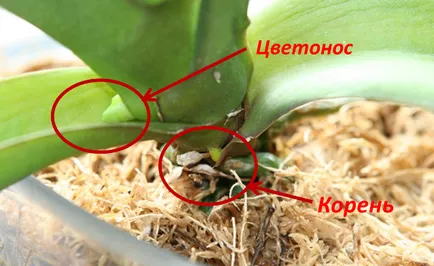 Milyen gyakran kell öntözni az orchideákat otthon - módszer öntözés és gondozás (locsolás) Milyen gyakran kell öntözni az orchideákat otthon - módszer öntözés és gondozás