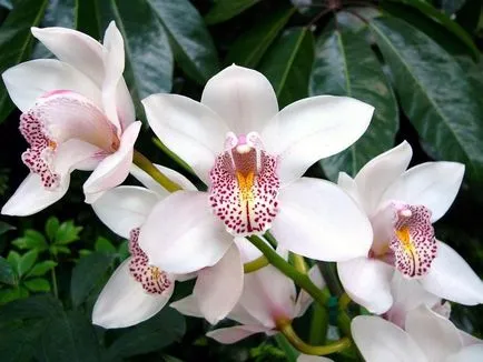 Milyen gyakran kell öntözni az orchideákat az otthoni - gondozás és öntözés technika (orchidea) Milyen gyakran kell öntözni az orchideákat otthon - módszer öntözés és gondozás