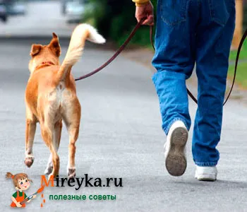 Hogyan sétálni a kutyát - néhány tipp a hosts (Pin kölyök séta) Hogyan sétálni a kutyát - néhány tipp a házigazdák