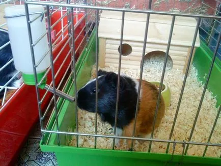 Hogyan kell játszani a tengerimalac