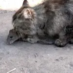 Hogyan lehet megszabadulni az egerek egy lakásban örökre (lakás) Hogyan lehet megszabadulni az egerek egy lakásban örökre