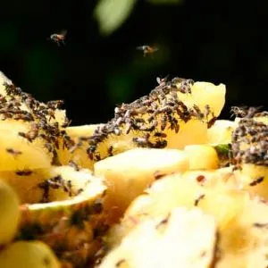 Hogyan lehet megszabadulni a gyümölcslégy egy ilyen károk, hogyan lehet megszabadulni (módszerek) Hogyan lehet megszabadulni a gyümölcslégy egy ilyen károk, hogyan lehet megszabadulni
