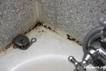 Hogyan lehet megszabadulni a penész a házban