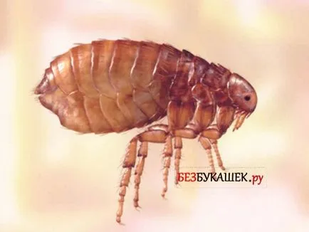 Hogyan lehet megszabadulni a bolhák a papagáj, hogy mit kell tenni, ha egy papagáj karcos