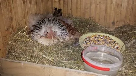 Hogyan ültessünk egy tyúktojás lépésről lépésre, fotók és videók áttekintése (tojás) Hogyan ültessünk egy tyúktojás lépésről lépésre, fotók és videó felülvizsgálat