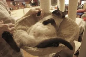 Hogyan kezdjük el, és mennyi az utolsó szállítás a macska (utolsó) Hogyan kezdjük el, és mennyi az utolsó születés egy macska