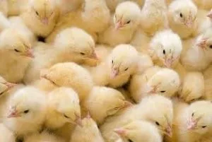 Hogyan kell kezelni és a betegségek megelőzésére csirkék