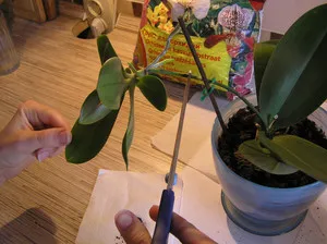 Hogyan lehet tenyészteni orchideák otthoni gyökér osztály használata bevágások és egyéb