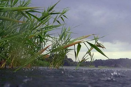 Hogyan lehet a legjobban elkapni ponty nyáron kiválasztani a helyet, és szembeszáll a csali (hal) Hogyan lehet a legjobban elkapni ponty nyáron kiválasztani a helyet, és szembeszáll a csali