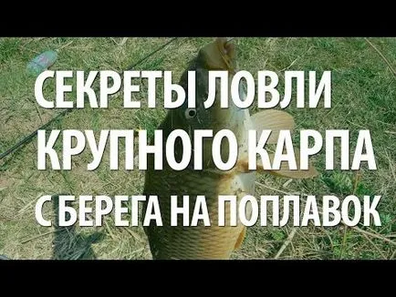Hogyan lehet elkapni ponty jobban harap, és milyen csali kell használni