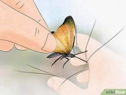 Catching lepkék