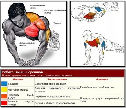 Hogyan épít izmokat fekvőtámaszok, blog Andrew Minaev
