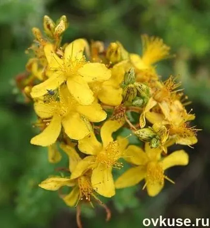 Hogyan kell kezelni a ház - ősi tudás - egyszerű receptek