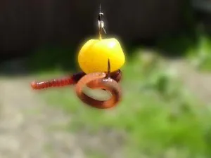 Hogyan helyezze a horgot féreg (worm) Hogyan kibír egy féreg a fogason