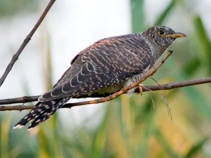 Hogyan kell felhívni a ceruzát kakukk szakaszban - a tanulságok levonása - hasznos artsphera