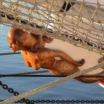 Hogy hívják ujját a kezét válasz itt (ujj emberi kéz) Hogy hívják ujját a kezét a választ itt