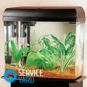 Hogyan tisztítható az akvárium származó vízkő, serviceyard-kényelmes otthon kéznél (lime) Hogyan tisztítható az akvárium származó vízkő, serviceyard-kényelmes otthon kéznél
