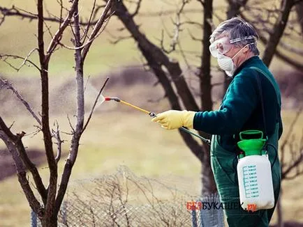 Hogyan kell kezelni az almafa kártevőktől tavasszal és ősszel permetezés titkok