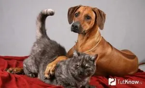 Hogyan lehet elválasztani a kutya a kertben, a kutyákban és macskákban (mi) Hogyan lehet elválasztani a kutya a kertben, macskák és kutyák