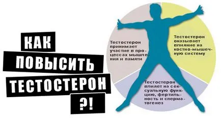 Hogyan lehet növelni a tesztoszteron készítmények Hogyan lehet növelni a tesztoszteron készítmények
