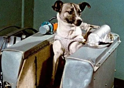 Laika a kutyát tér Laika a kutyát tér