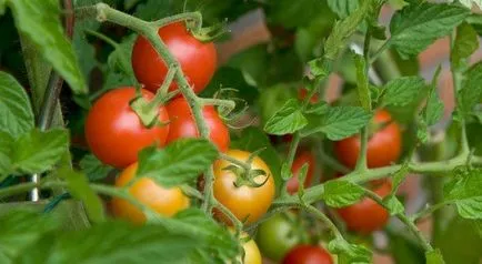 Melyik vitamin a paradicsomban található, összetétele és hasznos tulajdonságait paradicsom