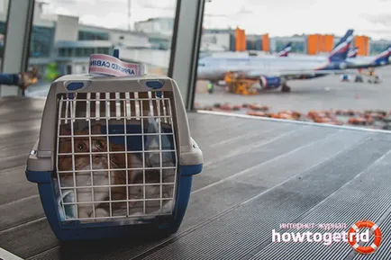 Hogyan szállítható egy macska egy vonattal vagy repülővel (javasolt az utazás dátumait) Hogyan szállítható egy macska egy vonattal vagy repülővel