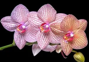 Hogyan víz orchideák rendesen, mind a locsolás virág (orchidea) Hogyan víz orchideák rendesen, minden a locsolás virág