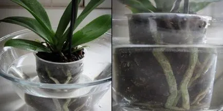 Hogyan víz orchideák rendesen, az összes virág öntözés (locsolás orchideák zuhanyzó) Hogyan víz orchideák rendesen, minden a locsolás virág